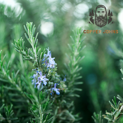 Beard and Hair Growth: The Power of Rosemary Essential Oil