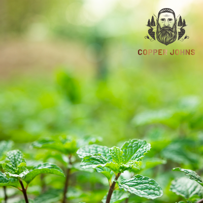 Beard and Hair Growth: The Power of Peppermint Essential Oil