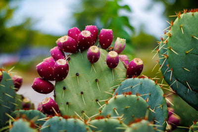 Prickly Pear Oil: Benefits for Hair and Skin